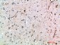 AVP Receptor V3 Polyclonal Antibody