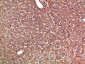 Haptoglobin Polyclonal Antibody