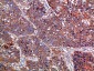 Haptoglobin Polyclonal Antibody