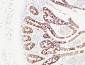 CD80 Polyclonal Antibody