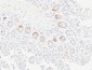 Ob Polyclonal Antibody