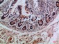 Integrin αE Polyclonal Antibody