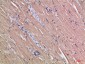 Cytoglobin Polyclonal Antibody