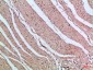 PI 3-Kinase p85β Polyclonal Antibody