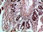 HLA-DMβ Polyclonal Antibody