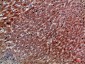 IL-8RA Polyclonal Antibody