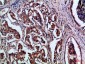 OPN Polyclonal Antibody