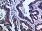 IL-17F Polyclonal Antibody