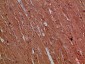 CNPY3 Polyclonal Antibody