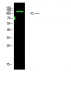 Collagen I Polyclonal Antibody