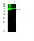 E2F-1 Polyclonal Antibody