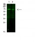 FoxO3A Polyclonal Antibody