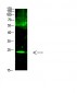 Cardiotrophin-1 Polyclonal Antibody