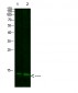 Thioredoxin Polyclonal Antibody