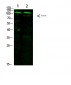 GRIN1 Polyclonal Antibody
