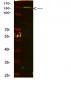 CD31 Polyclonal Antibody