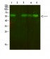 AVP Receptor V2 Polyclonal Antibody