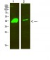 Dlx-2 Polyclonal Antibody