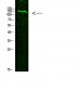 COL19A1 Polyclonal Antibody