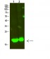 MYL2 Polyclonal Antibody