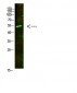 AVPR1A Polyclonal Antibody