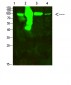 ACO2 Polyclonal Antibody