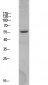 BACE Polyclonal Antibody