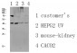 CCR5 Polyclonal Antibody