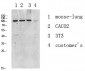 eEF2 antibody