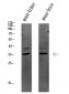 Caspase 3 Polyclonal Antibody