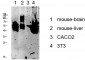 Keratin 8 Polyclonal Antibody