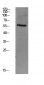 Smad3 antibody