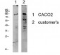 Kv2.1/KCNB1 Polyclonal Antibody