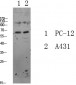 FKHRL1 Polyclonal Antibody