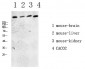 mTOR antibody