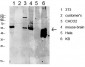 Src Polyclonal Antibody