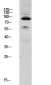 STAT1 antibody