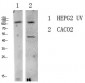 LATS1/2 antibody