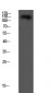 VE-Cadherin Polyclonal Antibody