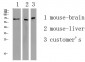 APLF Polyclonal Antibody