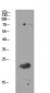 Claudin 11 Antibody