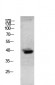 Granzyme B Polyclonal Antibody