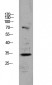 CDKN3 Polyclonal Antibody
