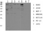 CDH17 Polyclonal Antibody