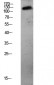 CDH3 Polyclonal Antibody