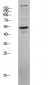 CLUS Polyclonal Antibody