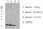 RPL35 Polyclonal Antibody