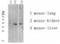 ATG4A Polyclonal Antibody