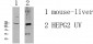 MOT4 Polyclonal Antibody