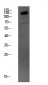 MYBPC3 Polyclonal Antibody